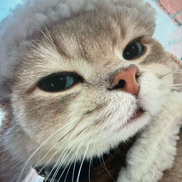 kaka