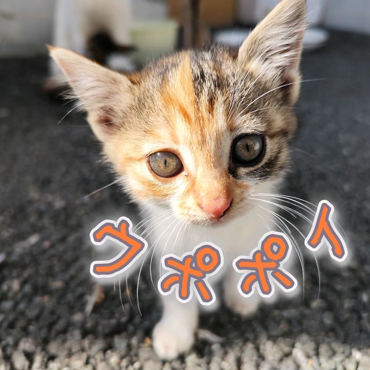 ウポポイ