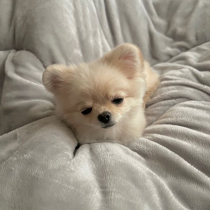 あらごしぴーち🍑