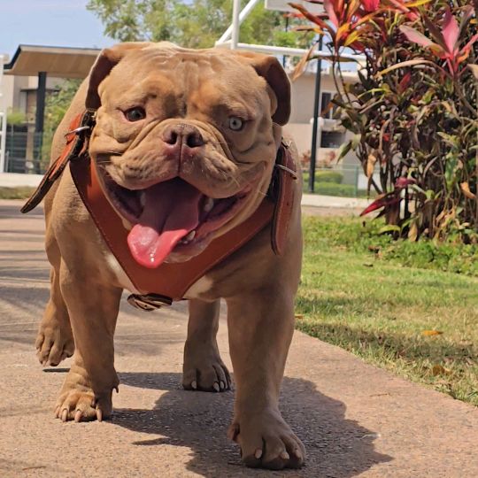 TYSON AMERICAN BULLY🐾