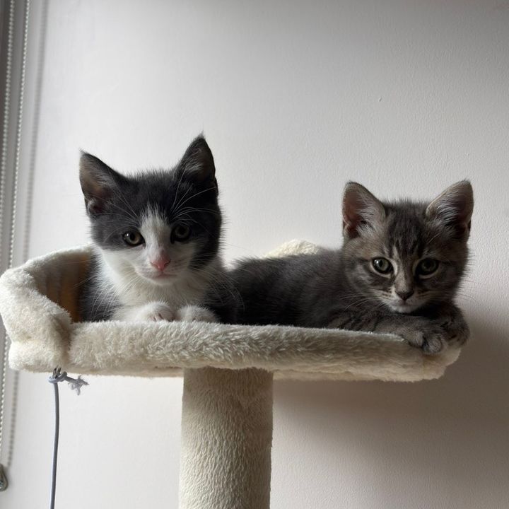 Harvey & Maple