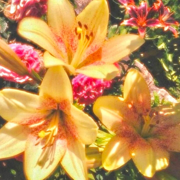 ◦ ⭐️ 𝓁𝓊 ⭐️ ◦