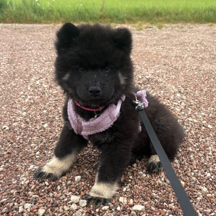 Bianca l’eurasier