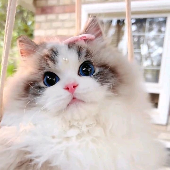 CatVerseUK
