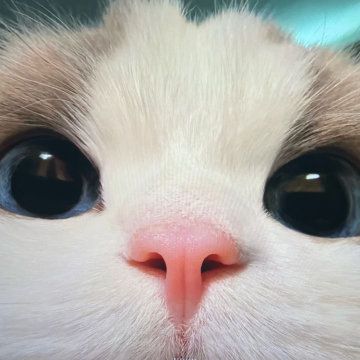 funanimal