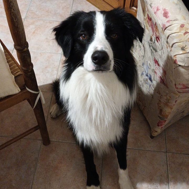 Simba il Border Collie