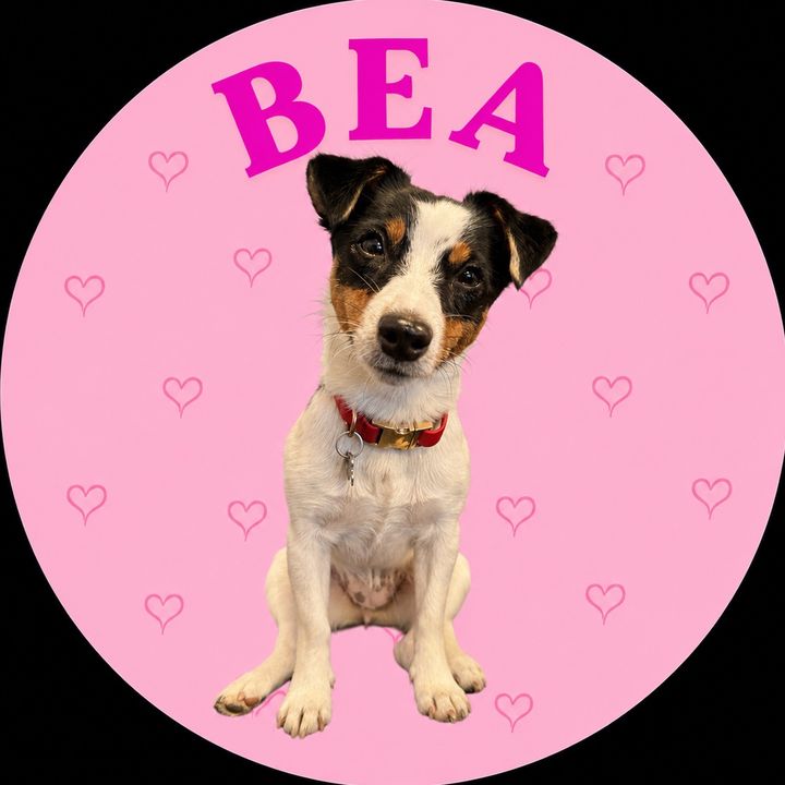 LittleJackBea