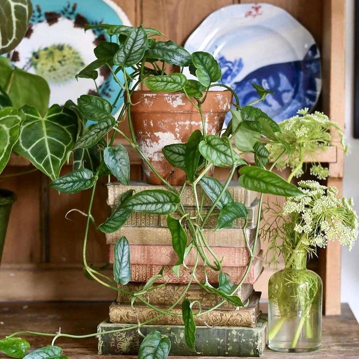 Petals & Pothos