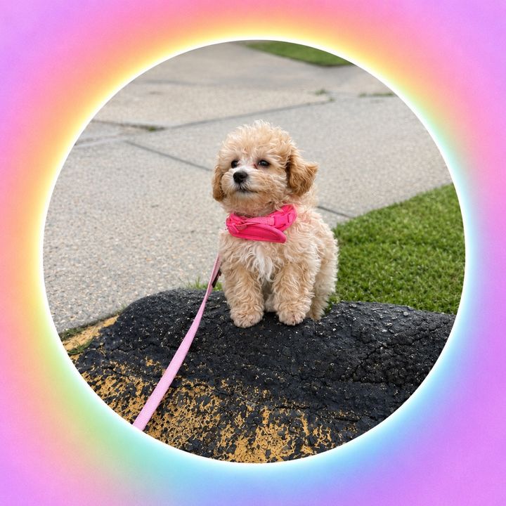 The Daisy Mae Diaries ✈️🐩