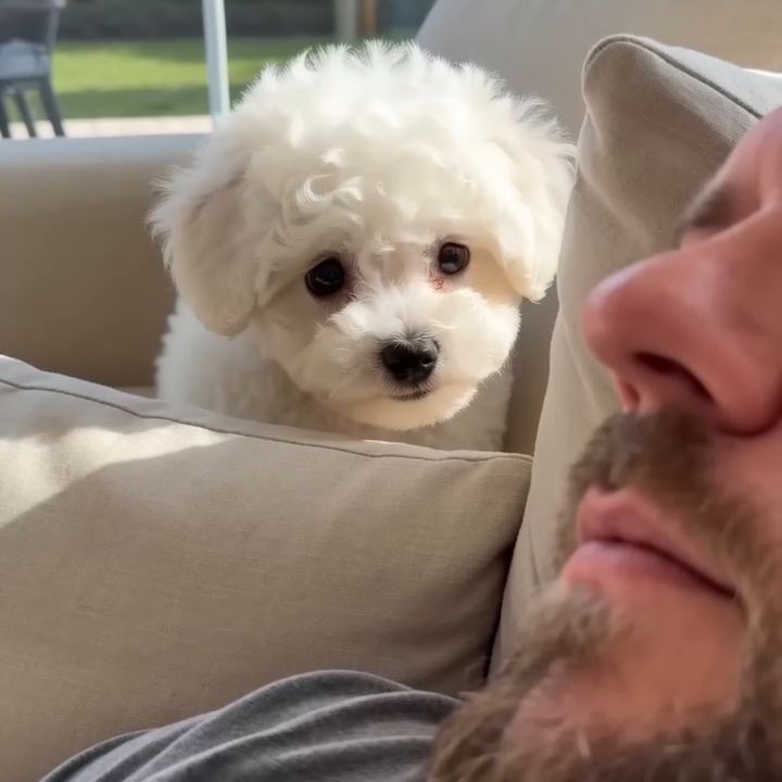 Pawsdaily