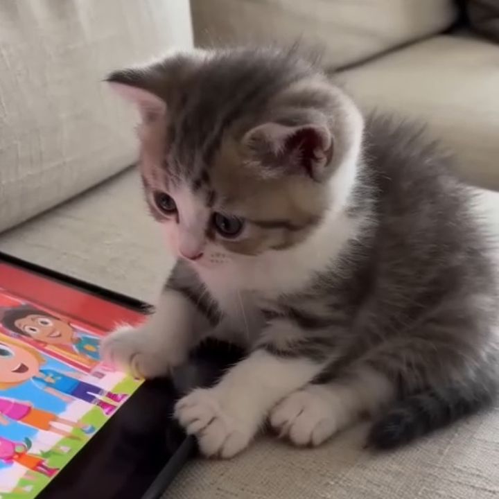 MeowDaily