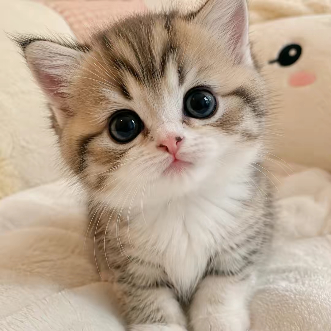 PurrfectFinds88