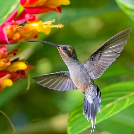 Achados Colibri