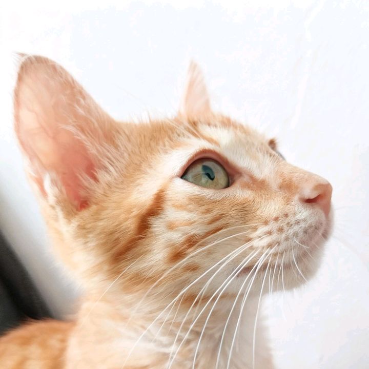 Gato Naruto😺