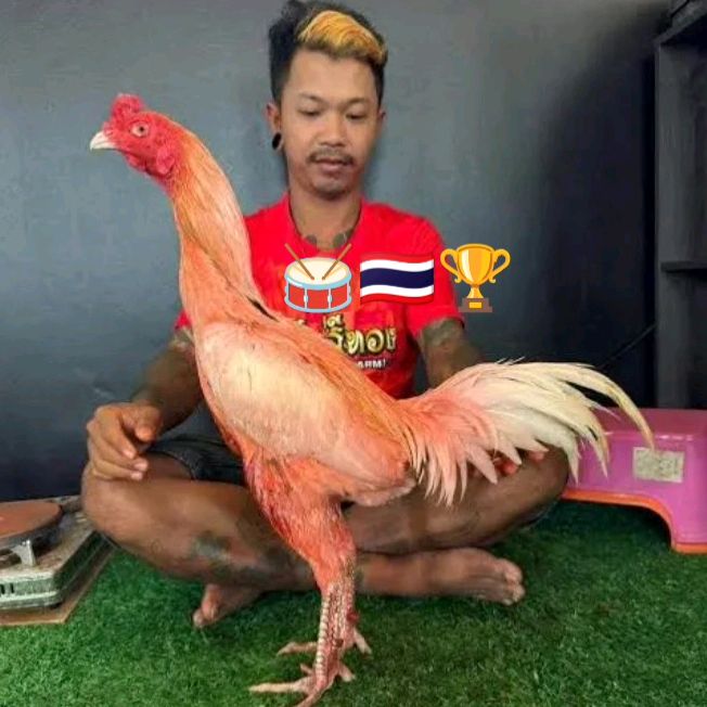 RAJA PAKHOY🥁