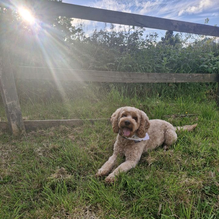 Arlo