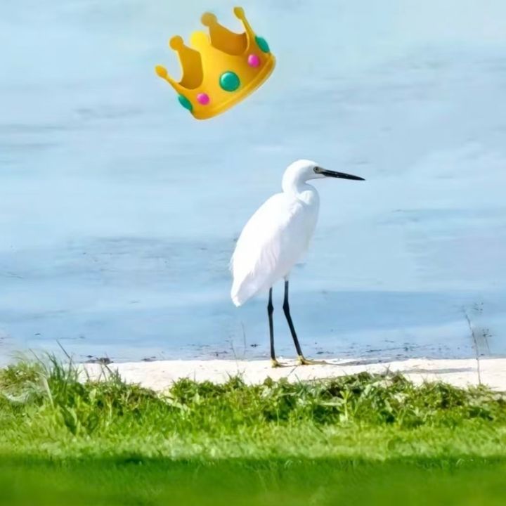 知恵猫