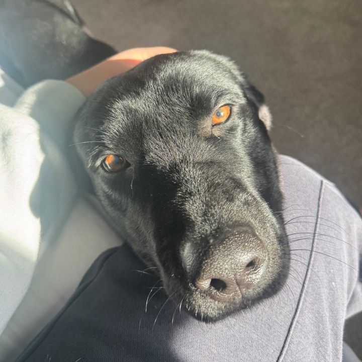 Arlo