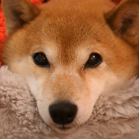 シバハナ