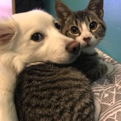 kitty_vibes512