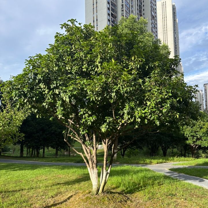lydiaparks38344