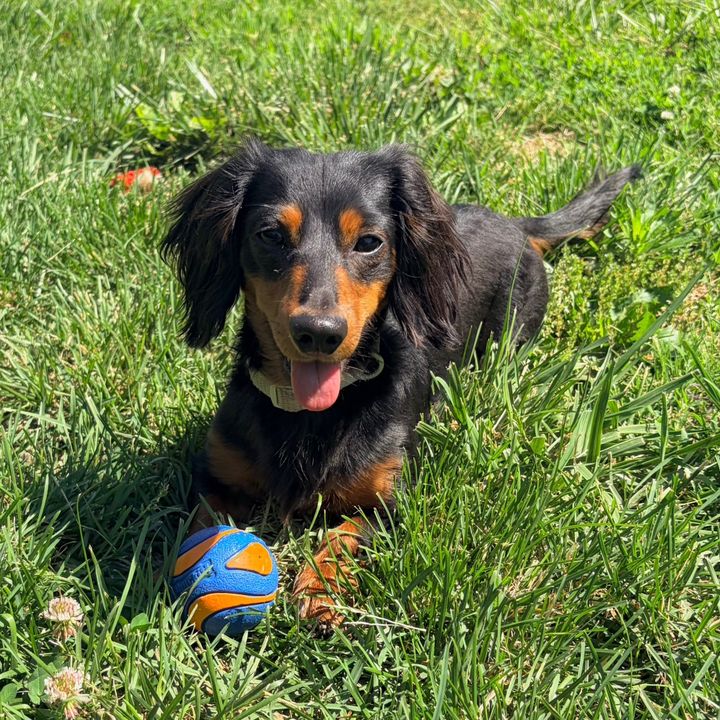 milo the mini weenie