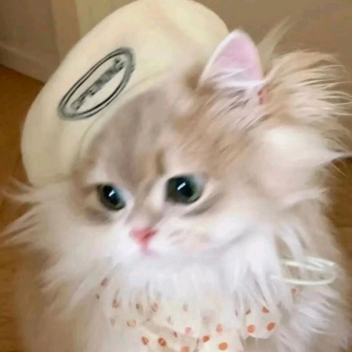 lilydream