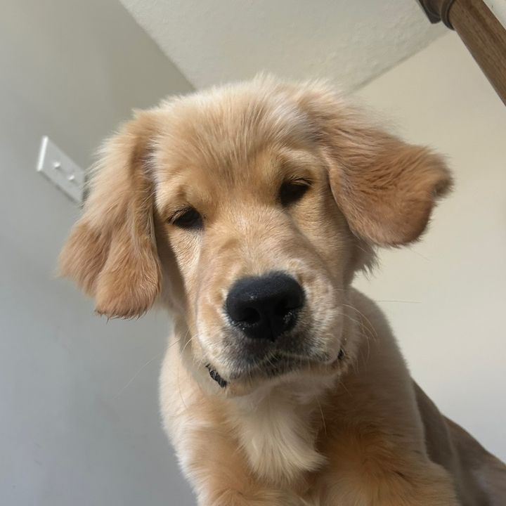 winnie | golden girlie