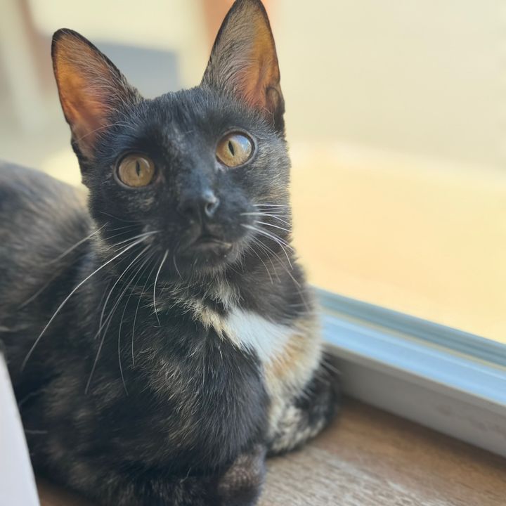 SophieCatFinds