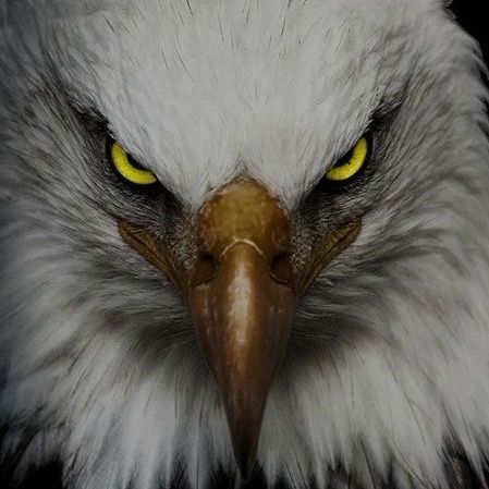 Nozik