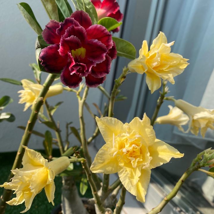 🌸ParadiseFlower🌸