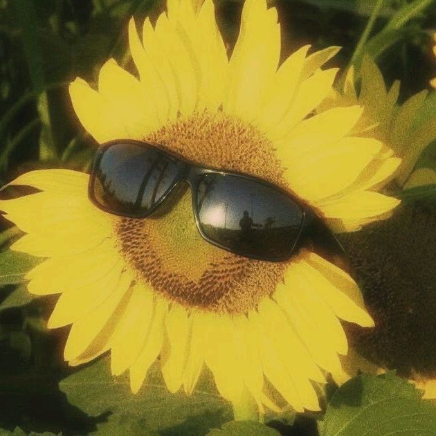 🌻