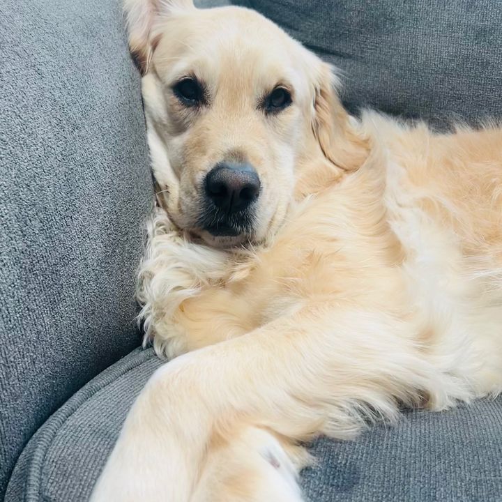 Callie’s Golden Life