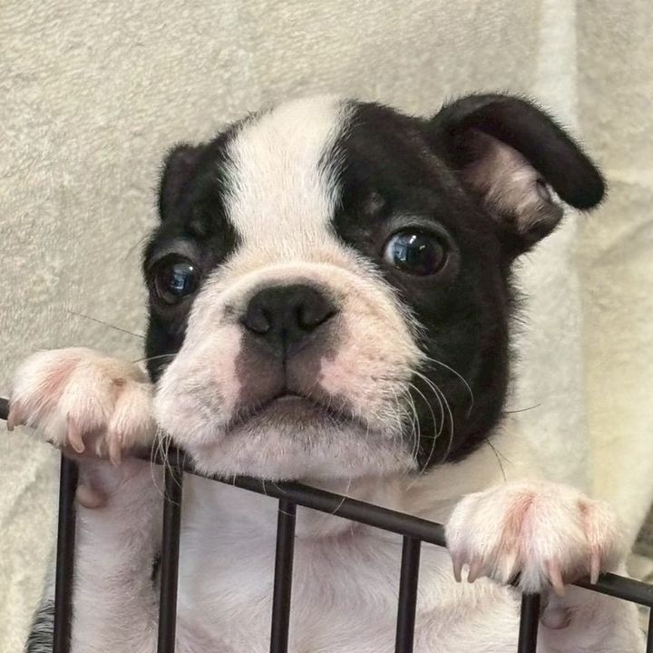世紀末犬ジャギ(Jagi)