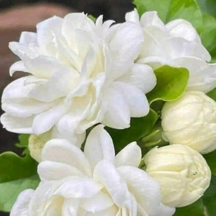 สามารถ