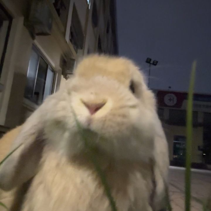 iem bé bam bôngg