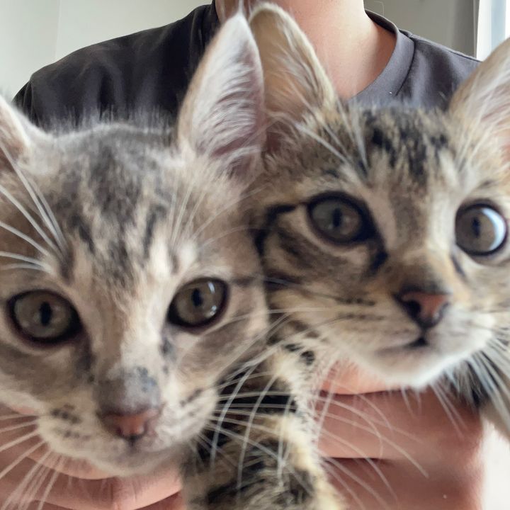 ステラルーナ🐾