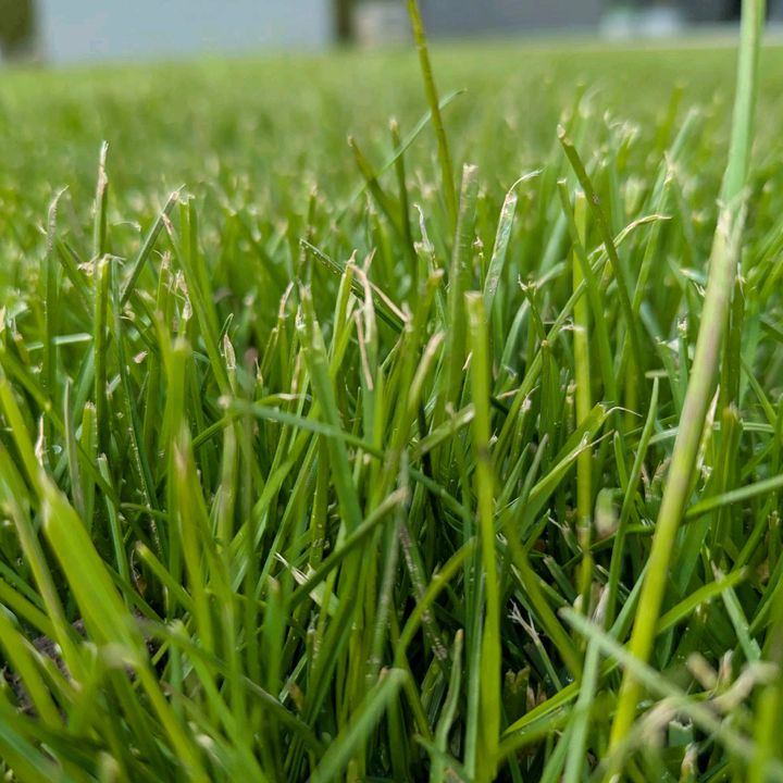 GreenCut
