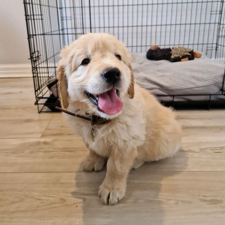 Teddy's Golden Hour
