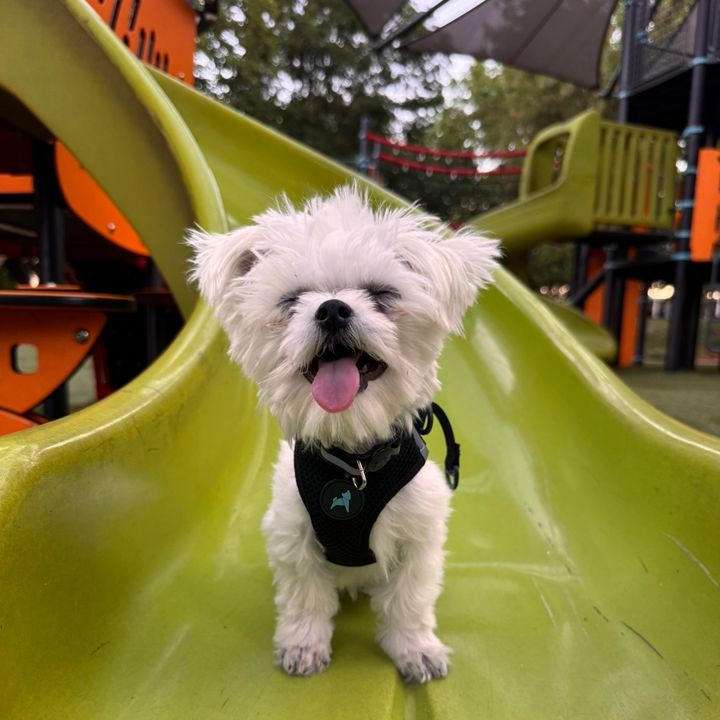 Ollie The Maltese | UGC