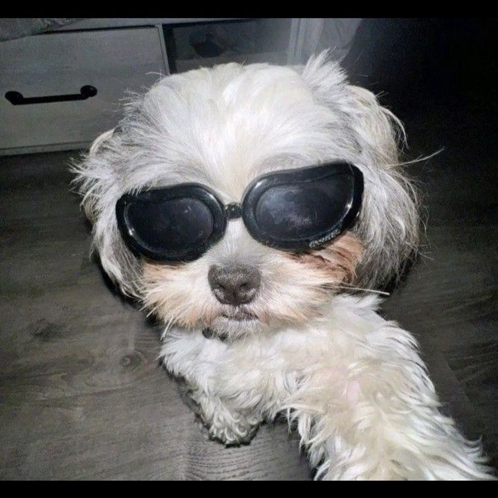 animalsFR