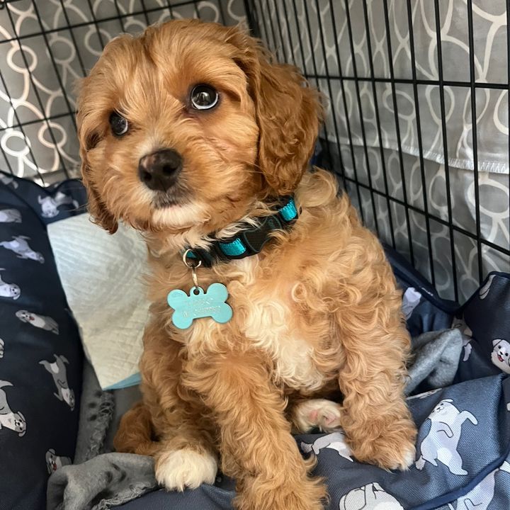Theo the cavapoo 🐶