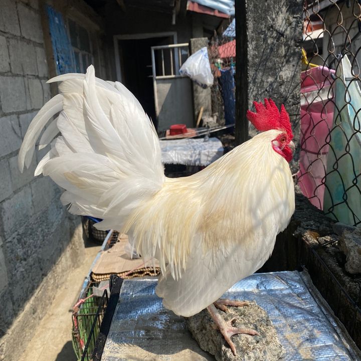 bantam