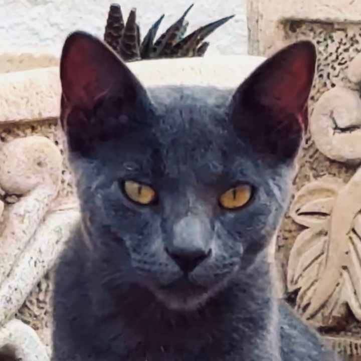 Miaupape