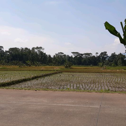 Putri Petani