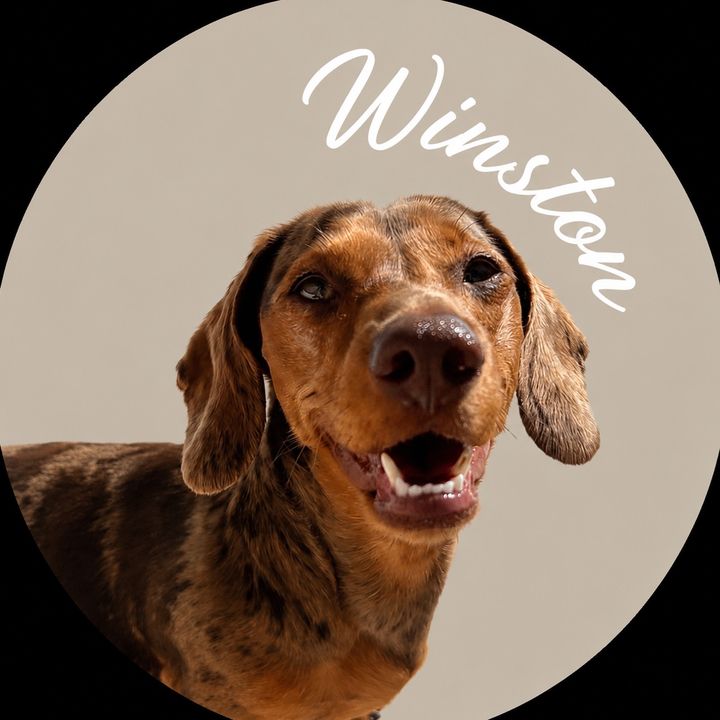 winstonthedapple
