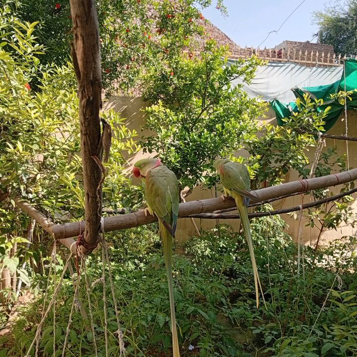 pet birds