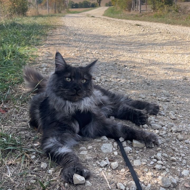 Bluemainecoon