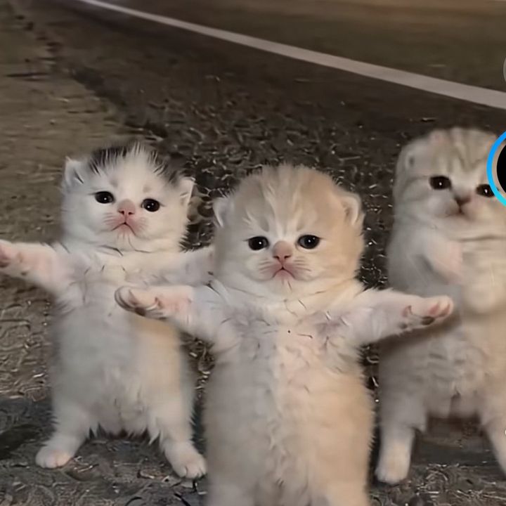 jeffesfnjzi
