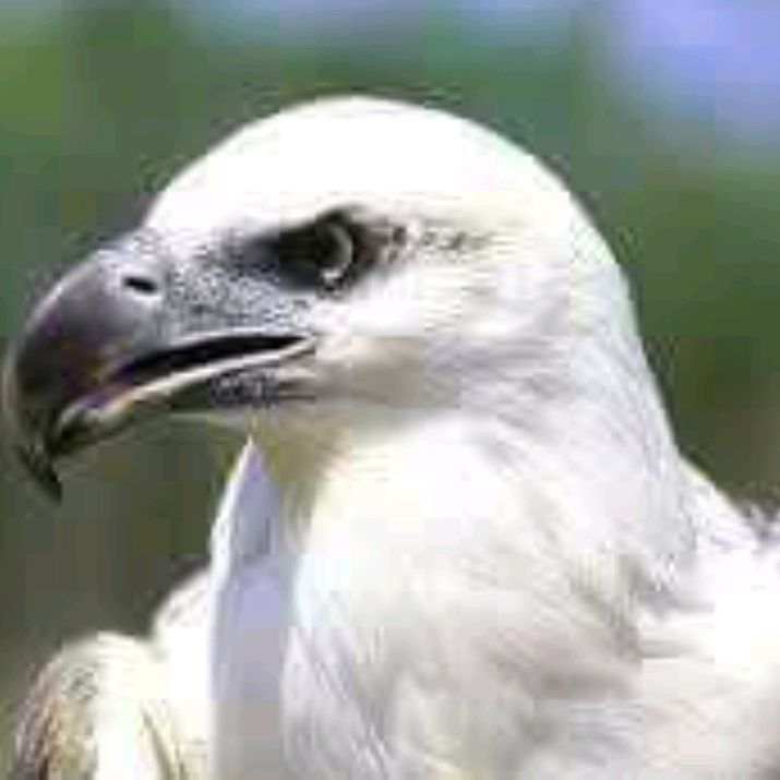 keradyon/ከራድዮን